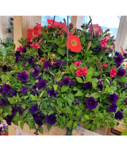 Hanging Basket Mixed