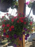 Hanging Basket Mixed beauty