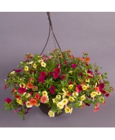 Hanging basket  mixed outdoor plants in hanging basket