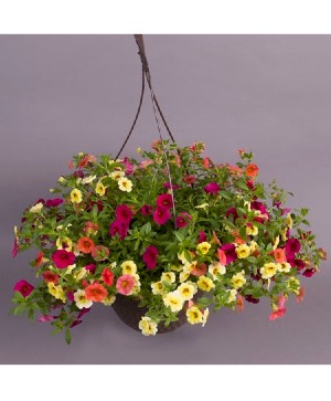 Hanging basket  mixed outdoor plants in hanging basket