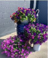 Hanging Basket Mother's Day