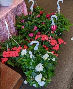Hanging basket of New Guinea Impatien Plants NFS-P16