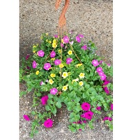 Hanging Basket of Petunia's And Mixed Everyday