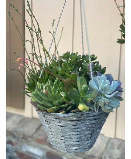 Hanging basket of succulents hanging planter