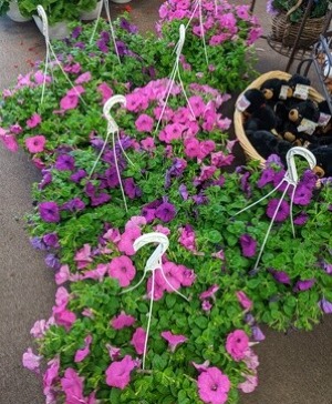 Hanging basket of Wave Petunia Plants NFS-P16