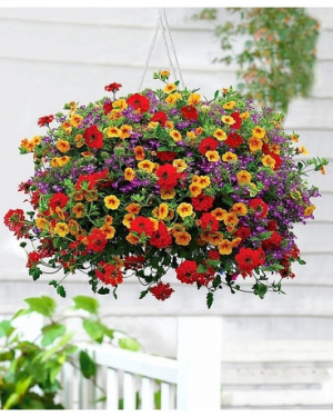Hanging Basket SALE!!! Two Sizes.Med, Large, Flowers and Colors May Vary