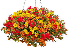 Hanging Basket - Orange/Red/Yellow 