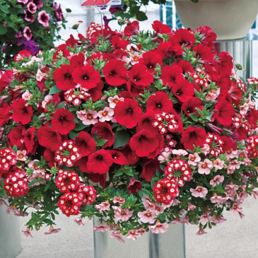 Hanging Basket  Outdoor  in Hillsdale, MI | SMITH'S FLORAL BOUTIQUE