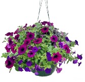 Hanging Basket Outdoor