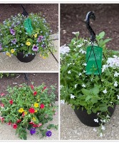 Hanging Basket  Outdoor Blooming