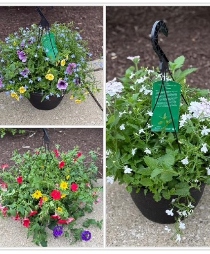 Hanging Basket Outdoor Blooming