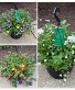 Hanging Basket  Outdoor Blooming