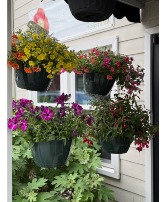 Hanging basket outdoor blooming plant