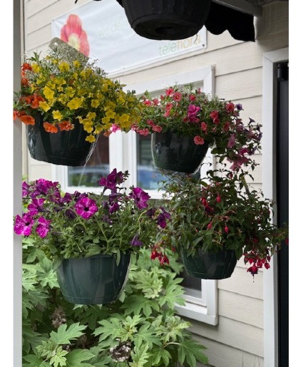 Hanging basket outdoor blooming plant
