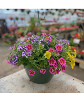 Hanging Basket - Pacific 