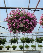 Hanging Basket - Petunia 
