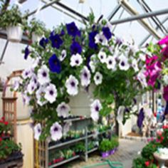 Hanging Basket Petunias