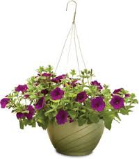 Hanging Basket Petunias