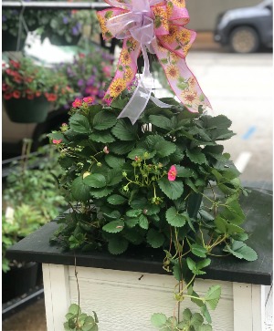 Hanging Basket: Pink-Bloom Everbearing Strawberry 