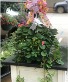 Hanging Basket: Pink-Bloom Everbearing Strawberry 