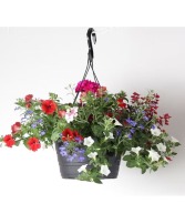 Spring Hanging Basket  Plant