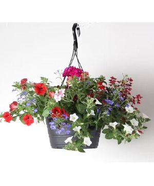 Spring Hanging Basket  Plant