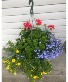 Hanging Basket Plant