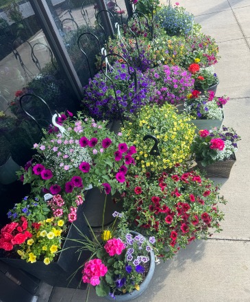 Hanging Basket Plant in Montoursville, PA | NEVILLS FLOWERS Hanging Basket Plant in Montoursville, PA | NEVILLS FLOWERS