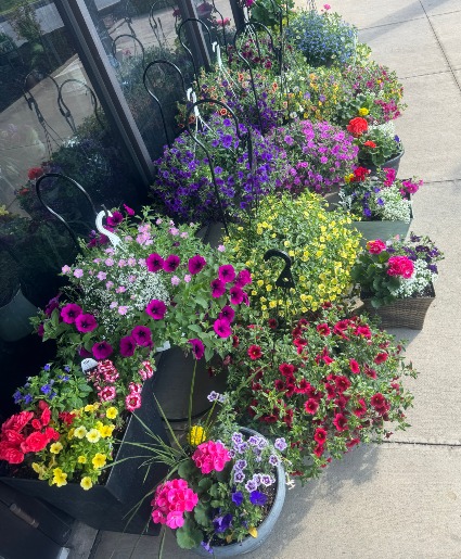 Hanging Basket Plant