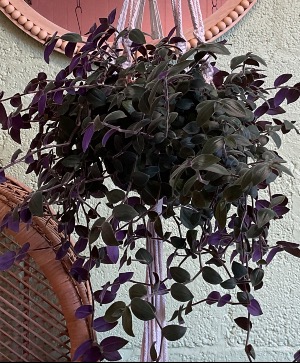 Hanging Basket Plant
