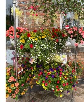 Hanging Basket Plant