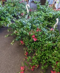Hanging Basket Plant of Fushia NFS-P16
