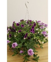 Hanging Basket-Limited Time Plants