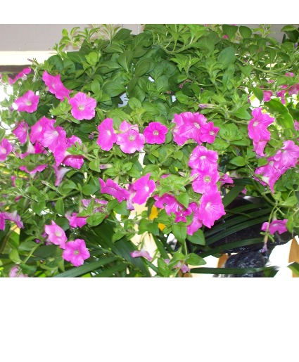 Hanging Basket Plants Variety of Plants and Colors