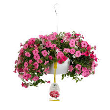 Hanging Basket 11" for Sun in Portland, MI | COUNTRY CUPBOARD FLORAL
