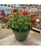 Hanging Basket - Red Pom Poms 