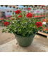 Hanging Basket - Red Pom Poms 