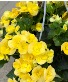 Hanging basket - Shade 
