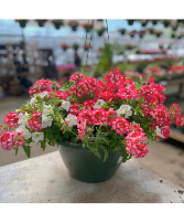 Hanging Basket - Sparkle 