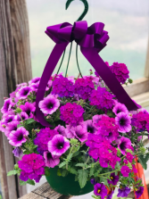 Hanging Basket- Sun color and flower type vary