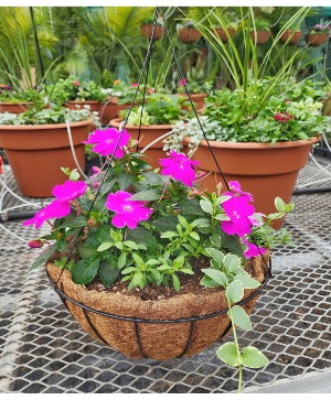 Hanging Basket w/Coco Fiber 