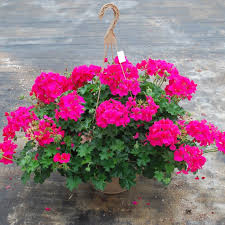 hanging basket with summer annuals blooming plant