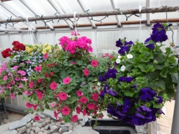 Hanging Baskets  in Gladwin, MI | Lyle's Flowers & Greenhouses