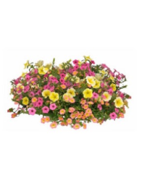 Hanging Baskets - Available 5/2- & after plant