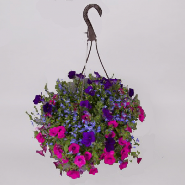 Hanging Baskets - Available 5/2- & after plant in Rapid City, SD | Flowers By LeRoy Hanging Baskets - Available 5/2- & after plant in Rapid City, SD | Flowers By LeRoy