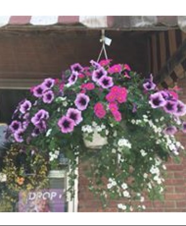 Hanging Baskets