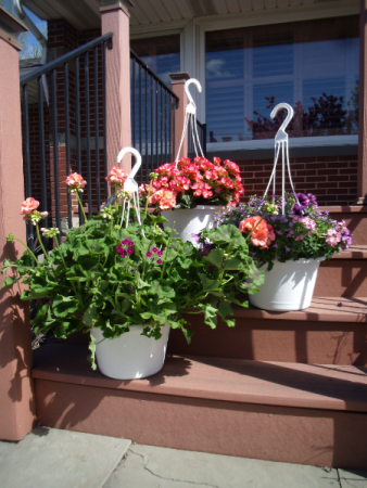 Hanging Baskets