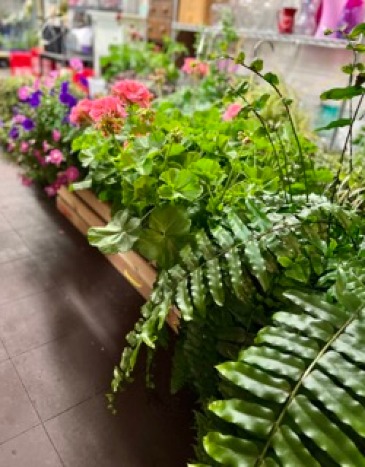 Hanging Baskets  in Richmond Hill, GA | The Flower Barn Florist & Gifts