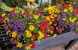 Hanging Baskets Annual Flowering Plants