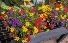 Hanging Baskets Annual Flowering Plants